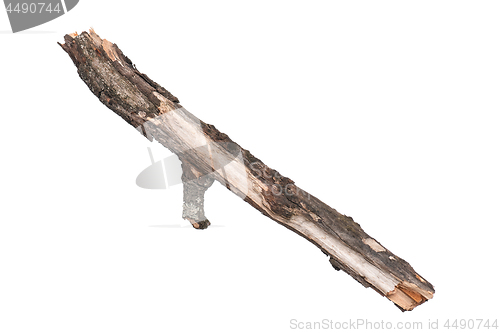 Image of Dry tree branch on white