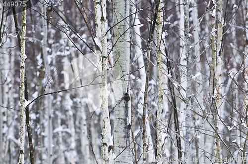 Image of Tree trunks in winter