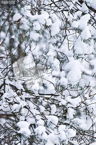 Image of Winter branches