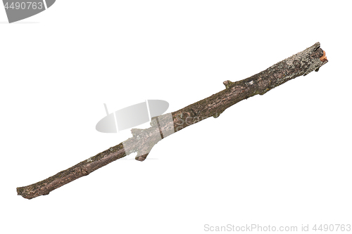 Image of Dry tree branch on white