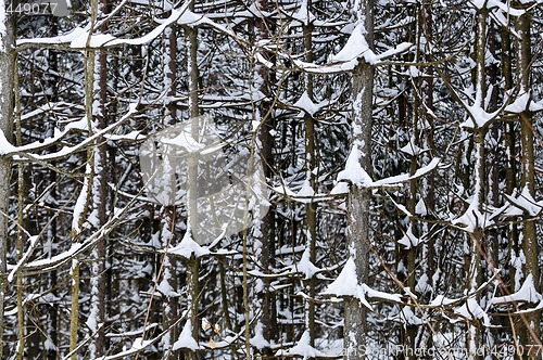 Image of Tree trunks in winter