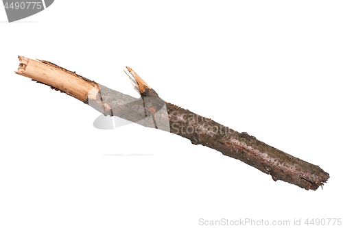 Image of Dry tree branch on white