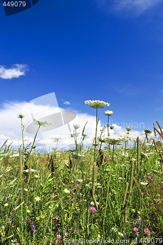 Image of Summer meadow