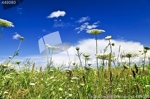 Image of Summer meadow