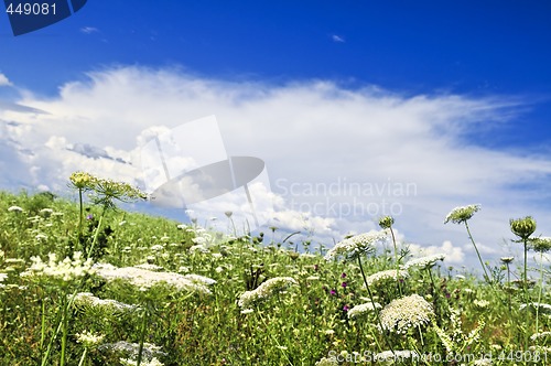 Image of Summer meadow
