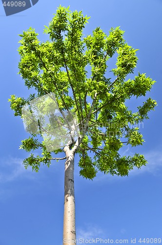 Image of Green tree