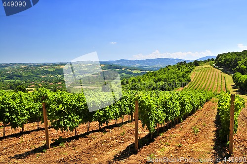 Image of Landscape with vineyard