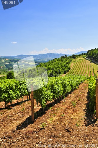 Image of Landscape with vineyard