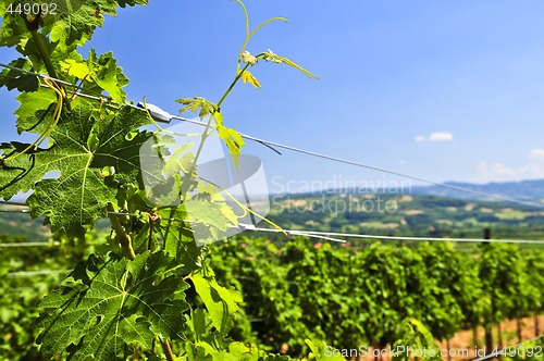 Image of Landscape with vineyard
