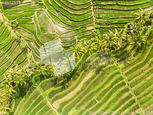 Image of Drone view of Jatiluwih rice terraces and plantation in Bali, Indonesia, with palm trees and paths.