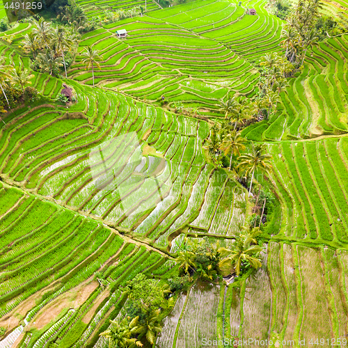 Image of Drone view of Jatiluwih rice terraces and plantation in Bali, Indonesia, with palm trees and paths.