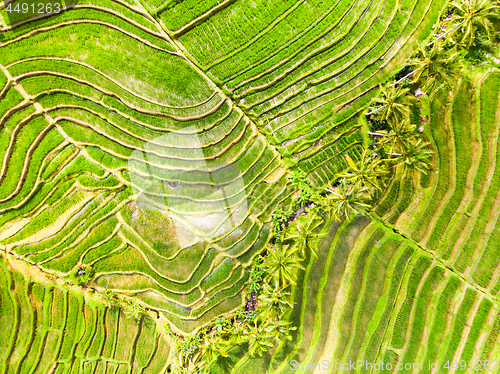 Image of Drone view of Jatiluwih rice terraces and plantation in Bali, Indonesia, with palm trees and paths.