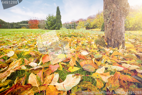Image of Autumn leaves in warm colors on a lawn