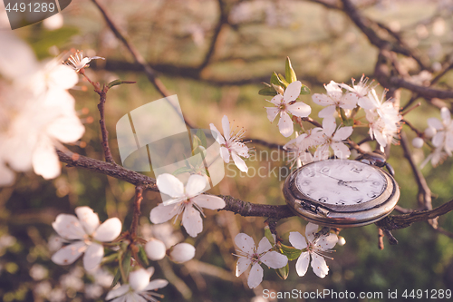 Image of Time for spring in the morning sun in a tree blooming