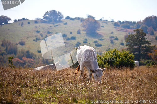 Image of View of cow on grass at the meadow