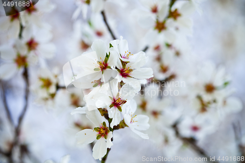 Image of Spring blossoms background