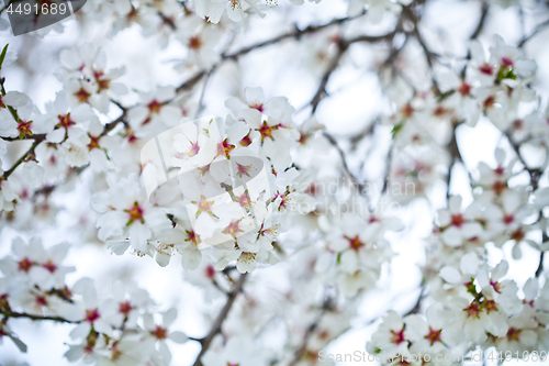 Image of Spring blossoms background