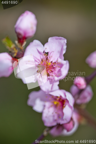 Image of Spring blossoms, pink peach flowers.