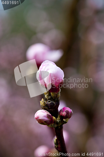 Image of Spring blossoms, pink peach flowers.