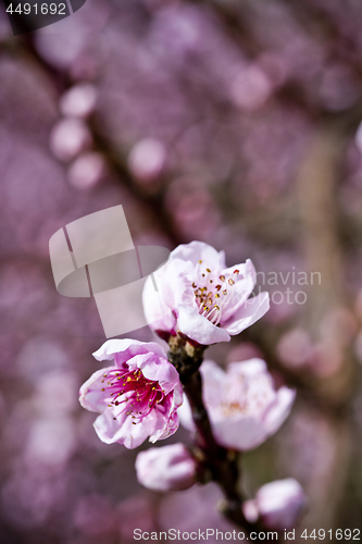 Image of Spring blossoms, pink peach flowers.