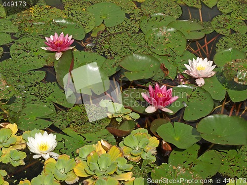 Image of water lilies