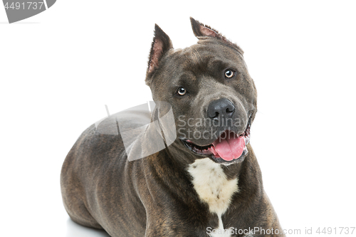 Image of Beautiful amstaff dog