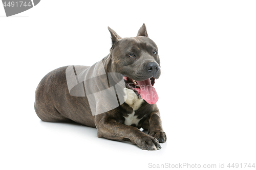 Image of Beautiful amstaff dog