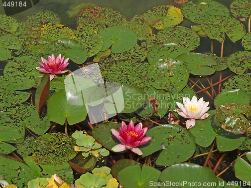 Image of water lilies