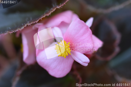 Image of Wax begonia Carmen