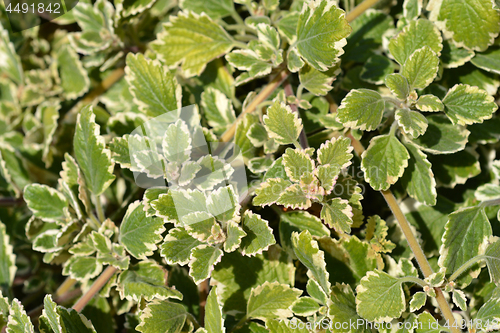 Image of Variegated Swedish Ivy