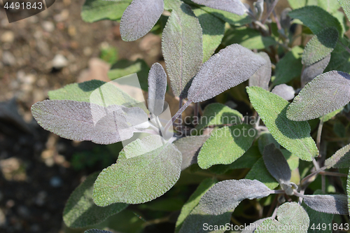 Image of Purple sage