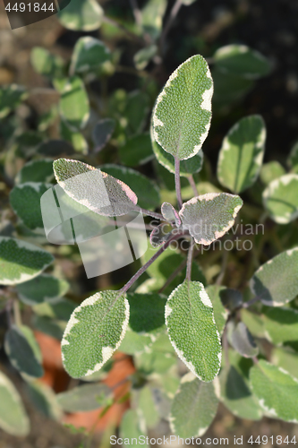 Image of Common sage Tricolor