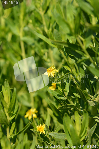 Image of Sticky fleabane