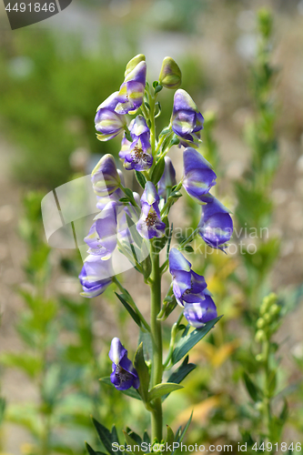 Image of Variegated monkshood