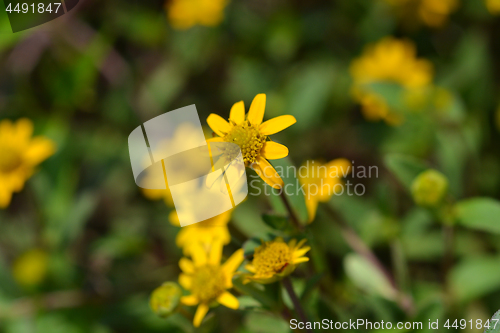 Image of Mexican creeping zinnia