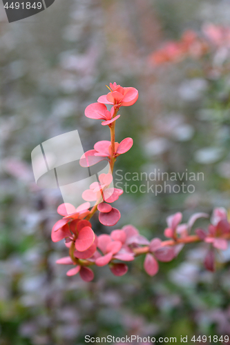 Image of Japanese barberry Red Pillar