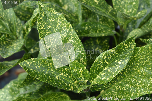 Image of Japanese laurel Crotonifolia