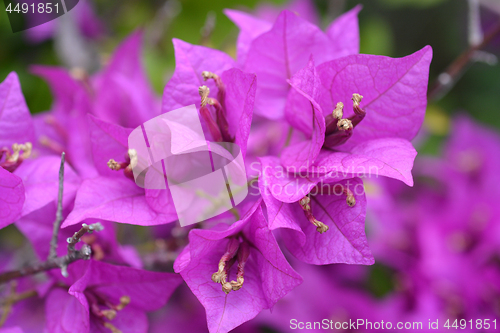 Image of Great bougainvillea