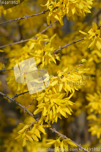 Image of Weeping forsythia