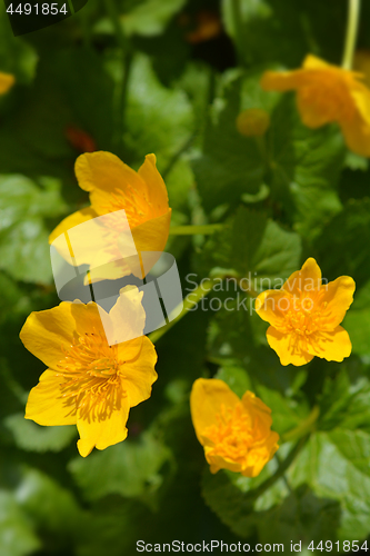 Image of Marsh marigold