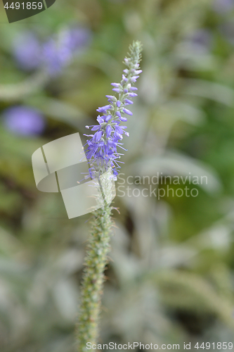 Image of Silver speedwell