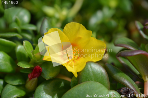 Image of Wingpod purslane