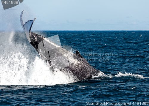 Image of Whales migrating off the coast of Sydney Australia