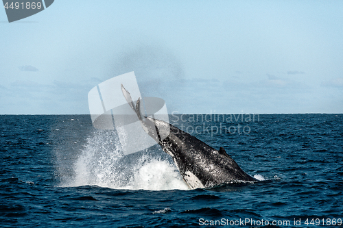 Image of Whale Tail Slapping