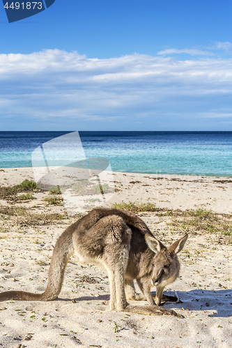 Image of Native wildlife, the kangaroos on the beach in Australia