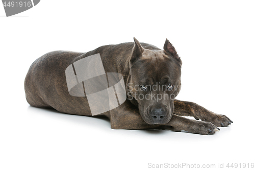 Image of Beautiful amstaff dog