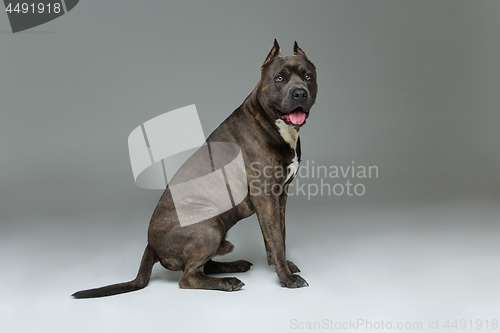 Image of Beautiful amstaff dog