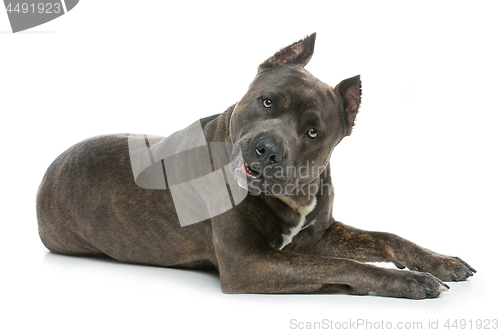 Image of Beautiful amstaff dog