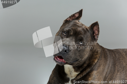 Image of Beautiful amstaff dog