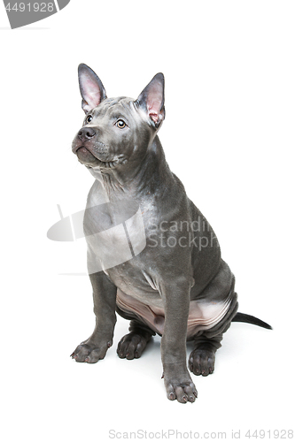 Image of Thai ridgeback puppy